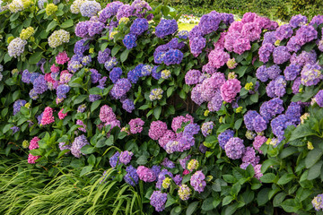 Flowers and green leaves. Purple and pink hydrangeas. When beauty blossoms.