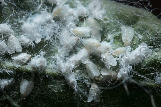 White Planthopper nymphs on green leaf in Southeast Asia. 