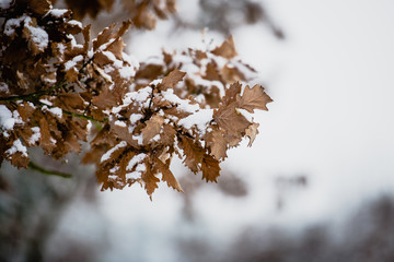Zimowy krajobraz (Winter Landscape)