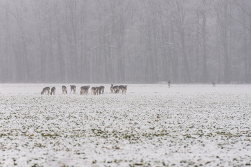 Sarnie stado podczas żerowania © Piotr Jankowiak