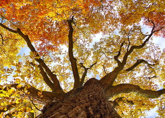 Herbst Baum Hintergrund
