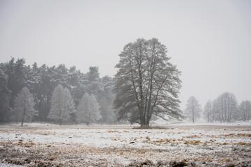 Zimowy krajobraz (Winter Landscape)