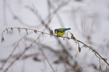 Modraszka Zwyczajna (Cyanistes caeruleus) © Piotr Jankowiak