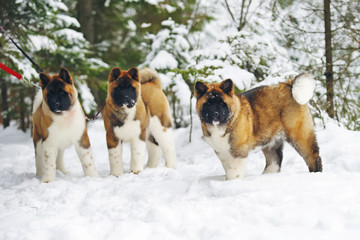 Three American Akita puppies posing in a snow in winter forest