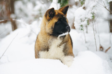 American Akita puppy staying in a snowdrift in winter forest