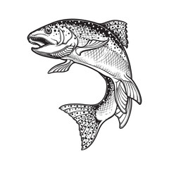 Fototapeta premium Realistic intricate drawing of the rainbow trout jumping out. Black and white sketch isolated on white background. Concept art for horoscope, tattoo or colouring book. EPS10 vector illustration