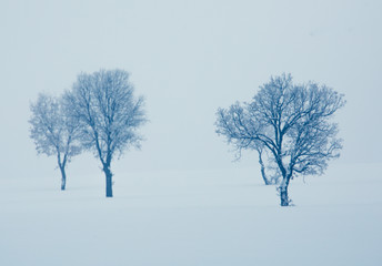 Fototapeta na wymiar Alone tree in a field, winter season.