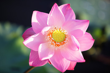 blooming lotus flower with nature background.