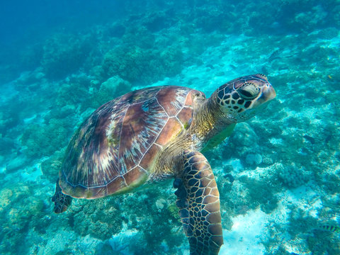 Green tortoise close underwater photo. Tropical sea animal in wild nature