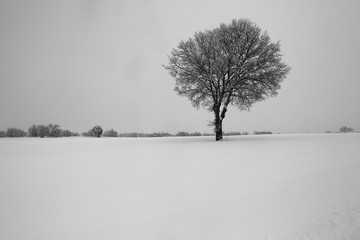 Alone tree in a field, winter season.