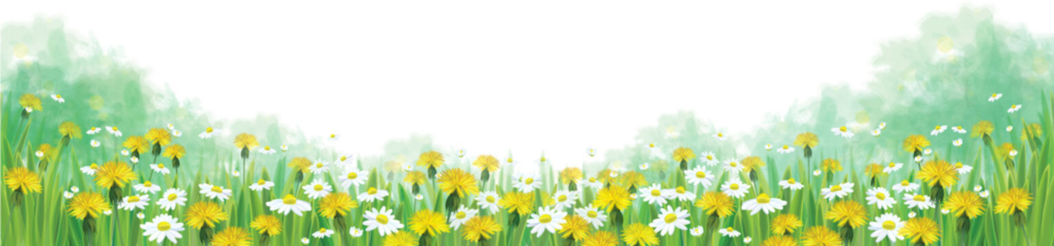 Vector summer nature  background, chamomiles and dandelions fiel