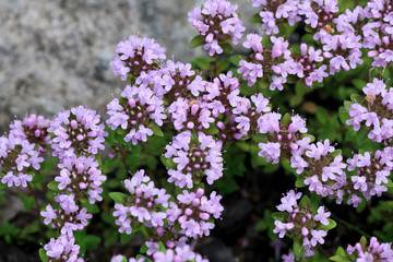 イブキジャコウソウの花