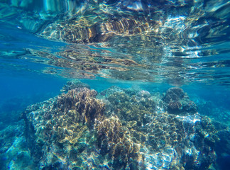 Coral reef close to surface of sea during low tide. Fragile ecosystem of ocean with coral and sea plant.