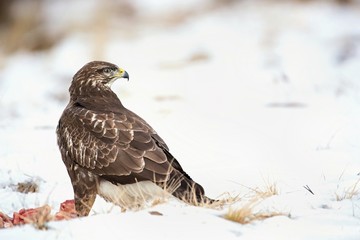 Common buzzard, Buteo buteo - Accipitridae. Buzzard . Predator bird walking on snow and Feeding meat on snow. Europe, country Slovakia- Wildlife.