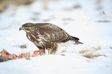 Common buzzard, Buteo buteo - Accipitridae. Buzzard . Predator bird walking on snow and Feeding meat on snow. Europe, country Slovakia- Wildlife.