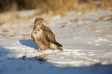 Common buzzard, Buteo buteo - Accipitridae. Buzzard . Predator bird walking on snow. Europe, country Slovakia- Wildlife.