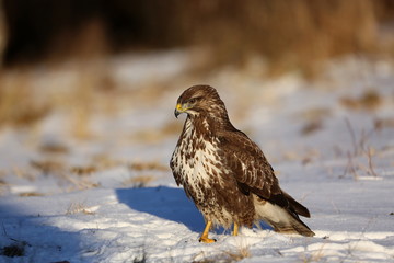 Common buzzard, Buteo buteo - Accipitridae. Buzzard . Predator bird walking on snow. Europe, country Slovakia- Wildlife.