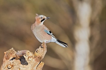 Eurasian jay - Garrulus glandarius, sitting on a branch in nature. Wildlife. Europe, country Slovakia, region Horna Nitra.