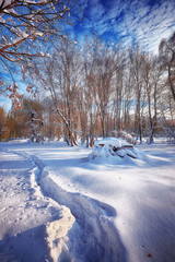 Beautiful winter scenery with trees in the snow