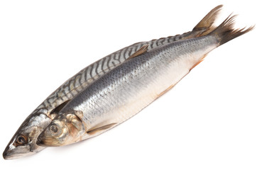 Mackerel and herring