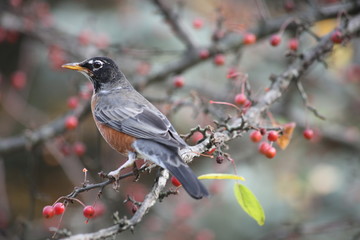 A Hike Through The Forest