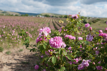 pink damask rose bush closeup on field background, local focus, shallow DOF 