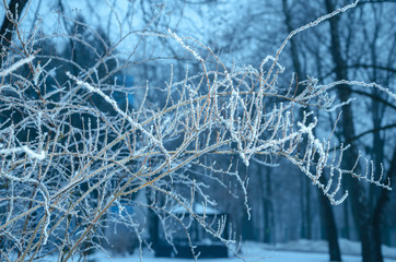 tree branches in ice
