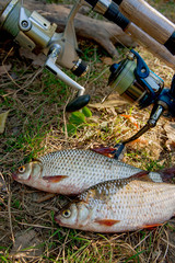 Several common roach fish on green grass. Catching freshwater fi