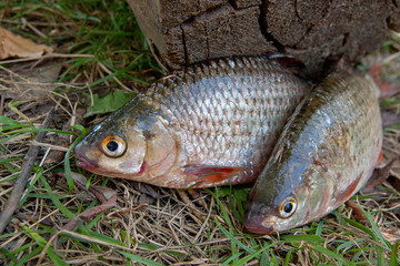 Several common roach fish on green grass. Catching freshwater fi