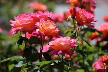 Beautiful Fresh Flowers and Bouquets