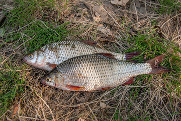 Several common roach fish on green grass. Catching freshwater fi