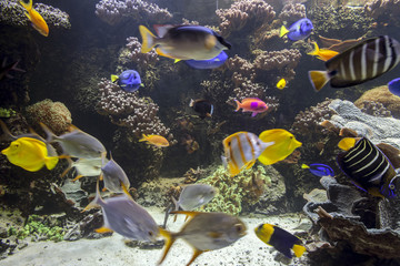 Fototapeta na wymiar Tropisches Aquarium