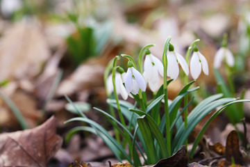 Spring snowdrop flowers blooming in sunny day