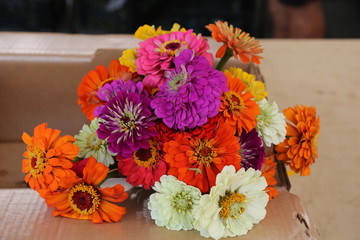 Beautiful Fresh Flowers and Bouquets