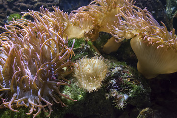 Fototapeta na wymiar Tropisches Aquarium