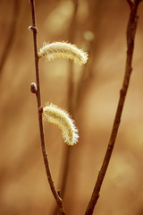 Blooming willow branch in springtime, seasonal easter background