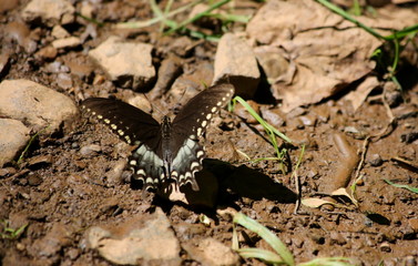 Butterfly resting on a flower