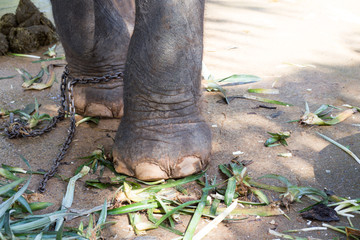 Elephant foot and chain.