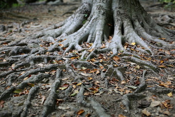 Beautiful Autumn Day and Fall Foilage