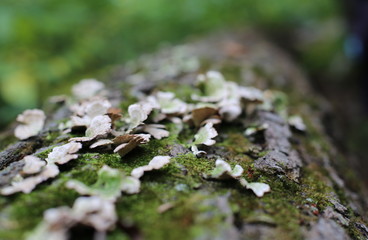 Hiking through the forest