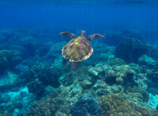 Obraz na płótnie Canvas Sea turtle and coral reef. Green turtle swimming in deep blue sea.