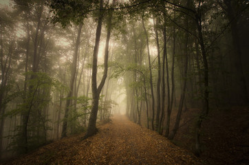 Forest path in mysterious foggy landscape