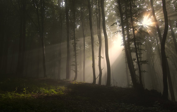 Sun rays in misty forest. Sun shining through trees in dark fantasy woods on summer morning