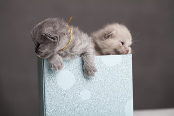 Kociaki w pudełku 