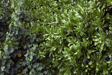 Fototapeta premium Fresh Green plant background on Maldives islands