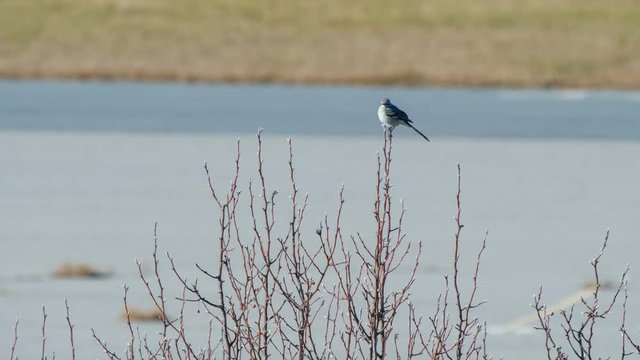 Northern Mockingbird Sitting on top of a Leafless Tree Branch