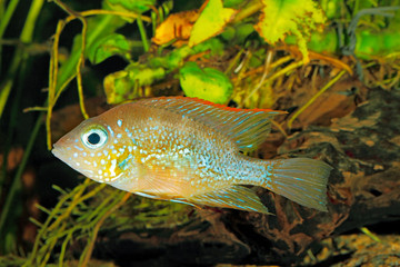 Mexican gold cichlid (Thorichthys aureus) - female