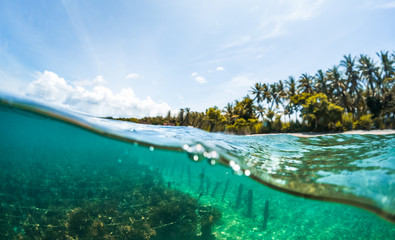 Underwater split shot of the sea weed garden on the island of Nusa Penida, Indonesia © Dudarev Mikhail
