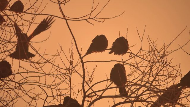 nature sunset crows flock of birds sitting on the tree winter cold
