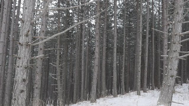 Fall of snowflakes over cone-bearing seed plants winter background slow-mo 1920X1080 FullHD footage - Coniferous woods under snow slow motion 1080p HD video 